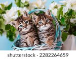 A Two Striped kittens with wide-open blue eyes in a basket with spring flowers