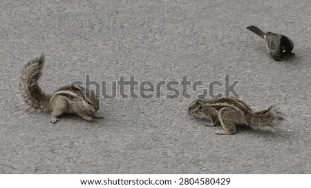 Two Striped Squirrels Facing Each Other on Asphalt.
Two striped squirrels facing each other on an asphalt road while foraging for food. A natural wildlife scene captured in India with a bird in the background.