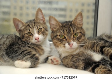 two striped with white cat lie side by side - Shutterstock ID 717312079