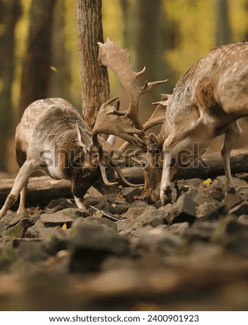 Two strong fallow deer bucks fighting. Fallow deer rut. Fallow deer bucks before fight. Dama dama.