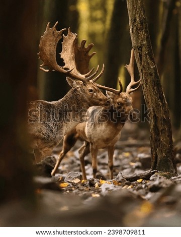 Two strong fallow deer stags preparing for fight. Fallow deer rut. Dama dama.