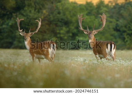 Two strong male fallow deer standing on field during summer morning. Adult fallow deer with huge antlers covered in velvet looking to camera. Wild animals with blurred background. Dama dama.
