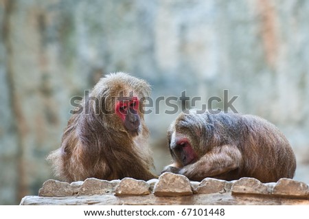 Two Stump-tailed Macaque (Macaca arctoides)