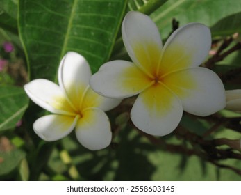 Two stunning white flowers with yellow accents emerge from lush green leaves in a vibrant tropical garden. The flora showcases the natural beauty and diversity of the environment. - Powered by Shutterstock