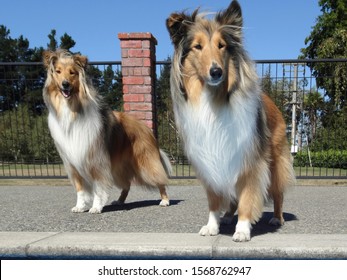 Smooth Collie Images Stock Photos Vectors Shutterstock