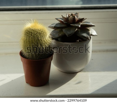 Two succelent cactii on window ledge