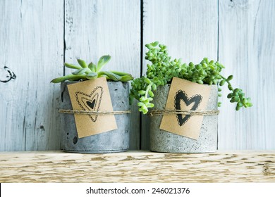 Two Succulents In Diy Concrete Pot. Gift Tag With Hand Drawn Hearts.