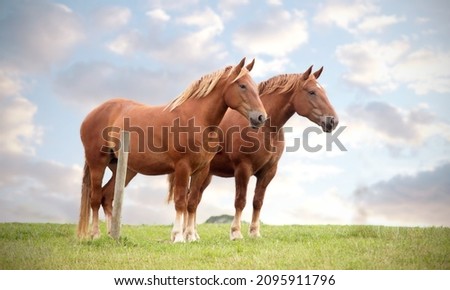 Two Suffolk Punch mares against sky