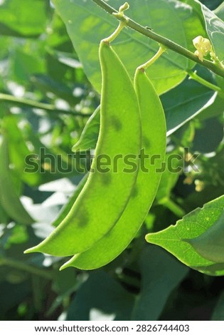 Two sugar snap green pea pods or mangetout hanging from the plant in sunlight. Backlit and transparent or translucent. Sunny summer day outdoors. 