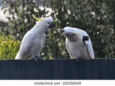 Two Sulfur Crested Cockatoos Fighting Over Food