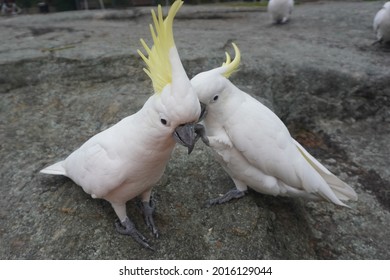 Two Sulphur-Crested Cockatoo Deep In Conversation