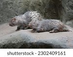 Two Sunda porcupines are resting on a rock. This mammal whose body is covered with prickly hair has the scientific name Hystrix javanica.