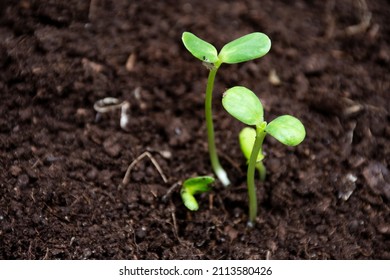 2,203 Sapling sunflower Images, Stock Photos & Vectors | Shutterstock