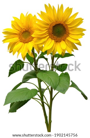 Two sunflowers in bouquet isolated on white background. Sun symbol. Flowers yellow, agriculture. Seeds and oil. Flat lay, top view