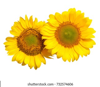 Two sunflowers isolated on white background. Flower bouquet. The seeds and oil. Flat lay, top view