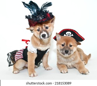 Two super cute Shiba Inu puppies dressed up in pirate outfits on a white background.