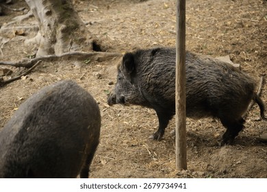 Two Sus scrofa boars interacting in confined enclosure