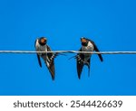 two swallow birds sitting on wires against blue sky and synchronously cleaning their feathers on a summer day