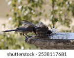 Two swallows drink water from an old fountain on a blurred background