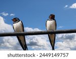 Two swallows sitting on a cable on a beautiful day.