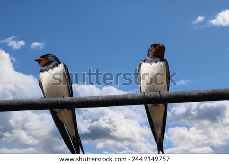 Two swallows sitting on a cable on a beautiful day.