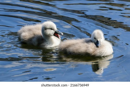 Two swan chicks or cygnets swimming on water of canal. Cute fluffy baby swans with soft down. Ripples in waters. Grand Canal, Dublin, Ireland