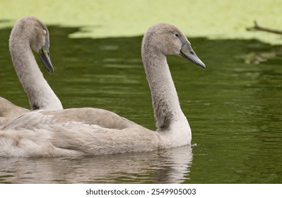 two swan siblings, one swan sleeps, young mute swans, cute waterbird, young grey birds, young water birds, young grey swan, elegant water bird in the pond
 - Powered by Shutterstock