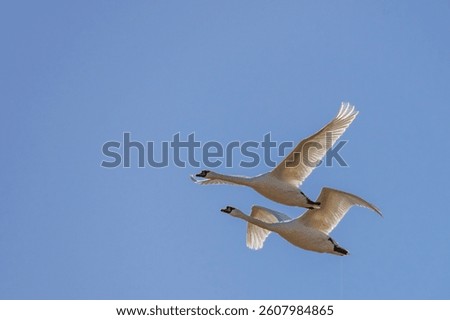 two swans elegantly flying overhead at stodmarsh nature reserve
