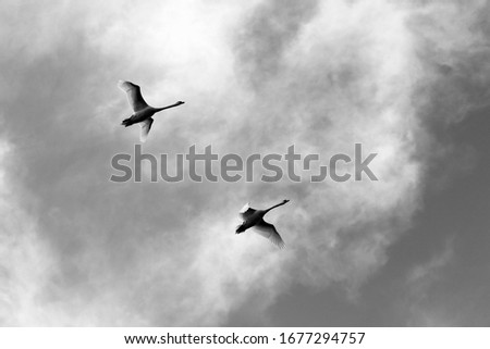 Similar – Two seagulls in the sky