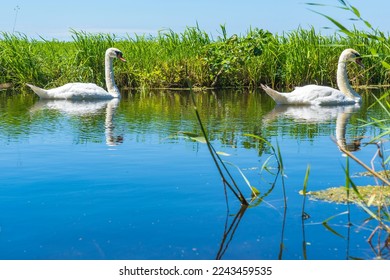 Two swans float peacefully in a ditch in a Dutch polder