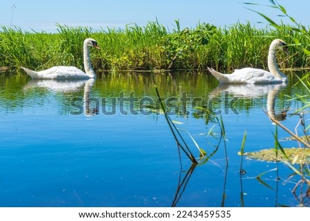 Two swans float peacefully in a ditch in a Dutch polder