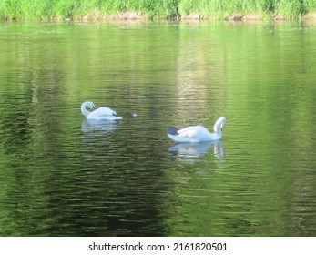 Two swans floating on the river, wild animals