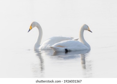 Two swans floating on the surface of the lake