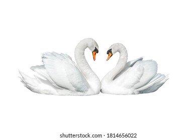 Two swans isolated on white background