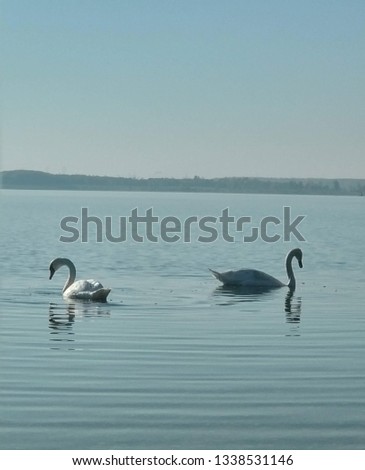Two swans in a lake seeking for food 
