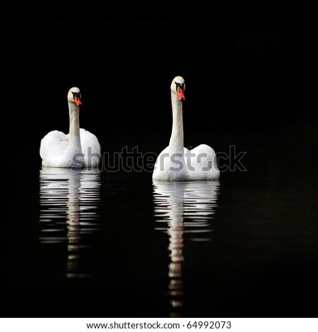 Two swans in the lake. Water reflection. Isolated on black background.
