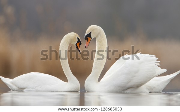 Two swans in\
love