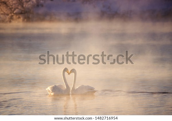 Two swans in love swim\
beautifully on a winter lake. \