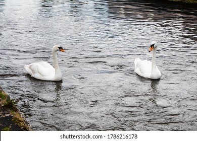 Two Swans On The Canal At Stenson Lock Near Derby