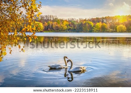 Two swans on pond in autumn park, Poland