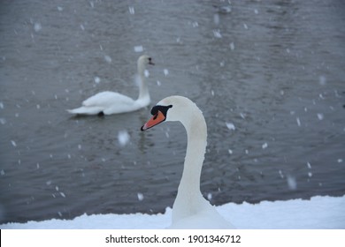 Two Swans On River Nene In Snow