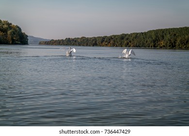 Two swans on the river surface in the autumn 