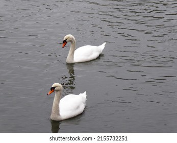 Two Swans In The Ruhr River