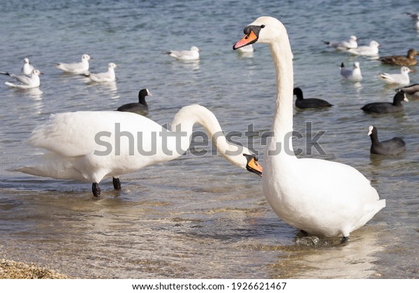  Two swans at the seashore against the background\
of other birds.