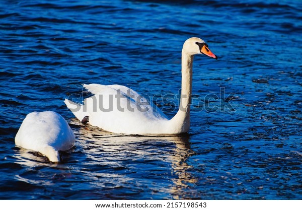 Two\
swans swim in the winter lake water. White swan dives into the\
water. Swan is diving under water. Ice-free lake in winter. Concept\
of wild birds in the big city during winter\
time.