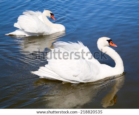 Two swans are swimming on the lake
