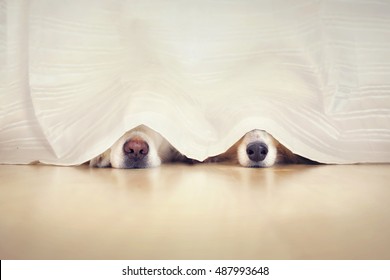 Two sweet dog noses looks out under a curtain