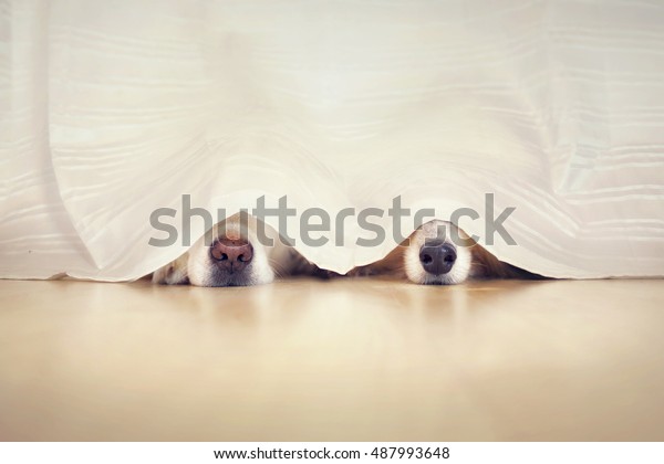 Two sweet dog\
noses looks out under a\
curtain
