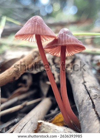 Two sweet little Mycena haematopus or bleeding fairy helmet mushrooms grow up from a rotting log and leaf matter on the forest floor.  The duo of burgundydrop bonnet mushrooms are a pretty purple red.