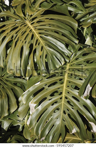 Two Swiss Cheese Plant Leaves Monstera Stock Photo Edit Now